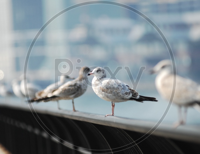 A group of Ring billed Gulls