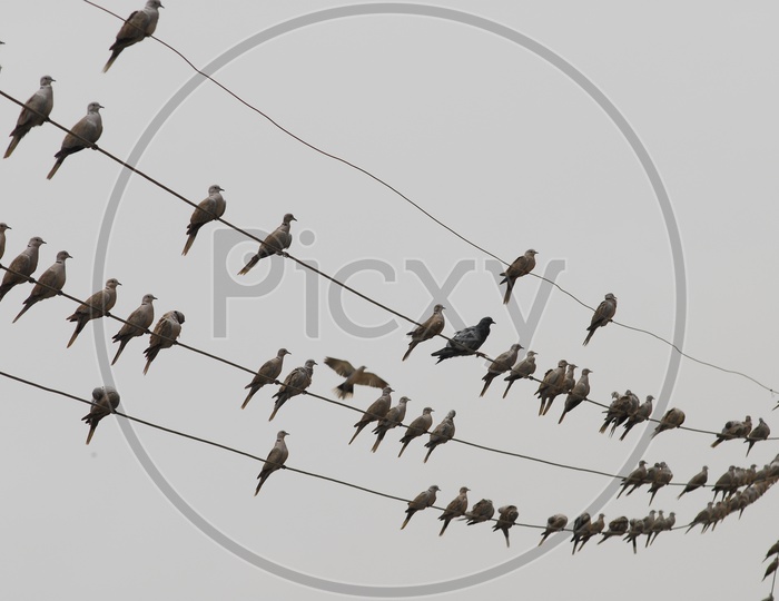 Pigeons on electric wire