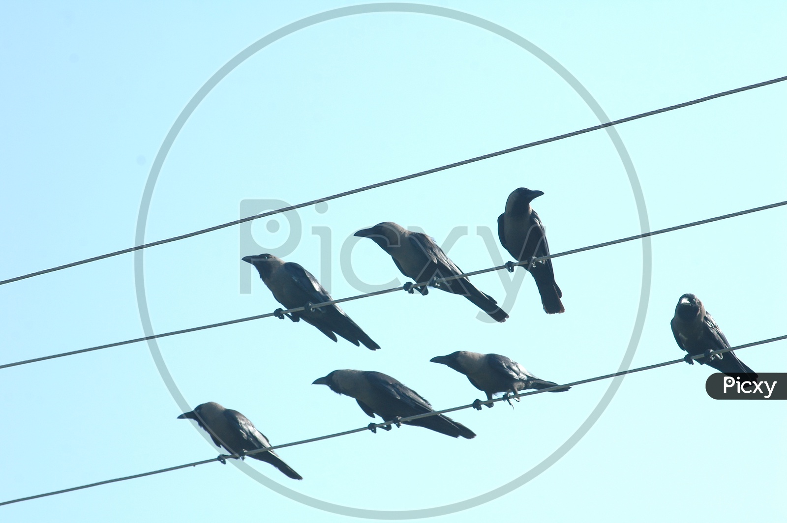 Crows on electric wires