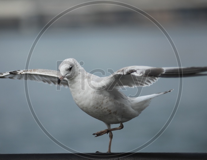 A Ring- billed gull getting ready to fly