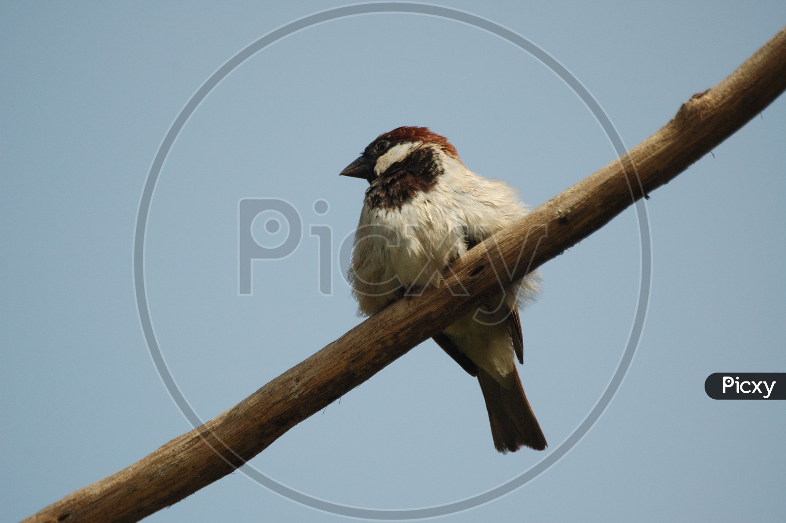 A House Sparrow on a tree branch