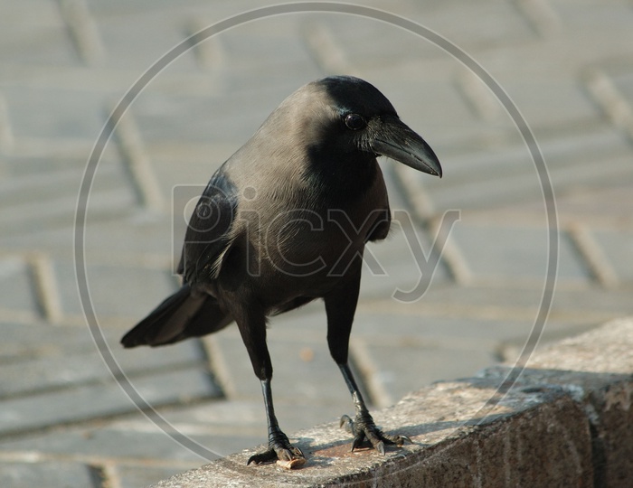 A crow on the footpath