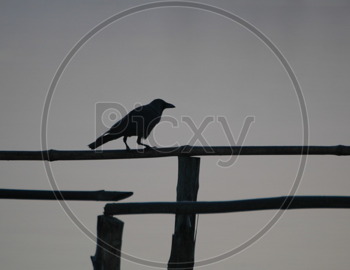 Silhouette of a crow on a bamboo pole