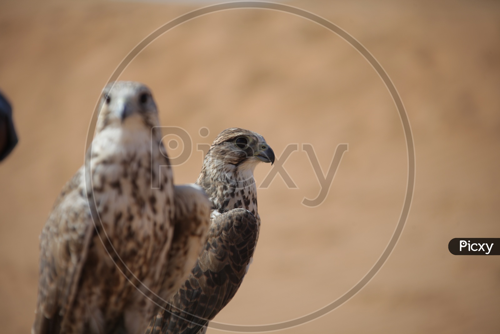 Close up shot of Hawk Birds