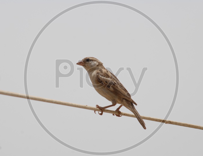 A house sparrow on the stick