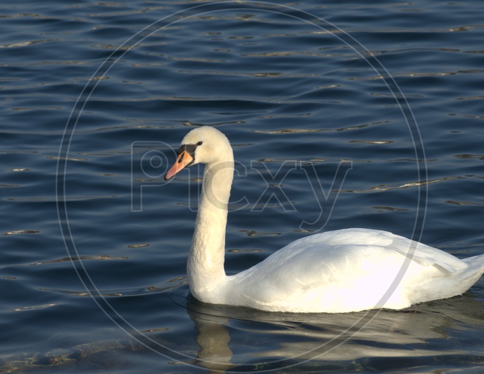 A Tundra Swan moving alongside on the water