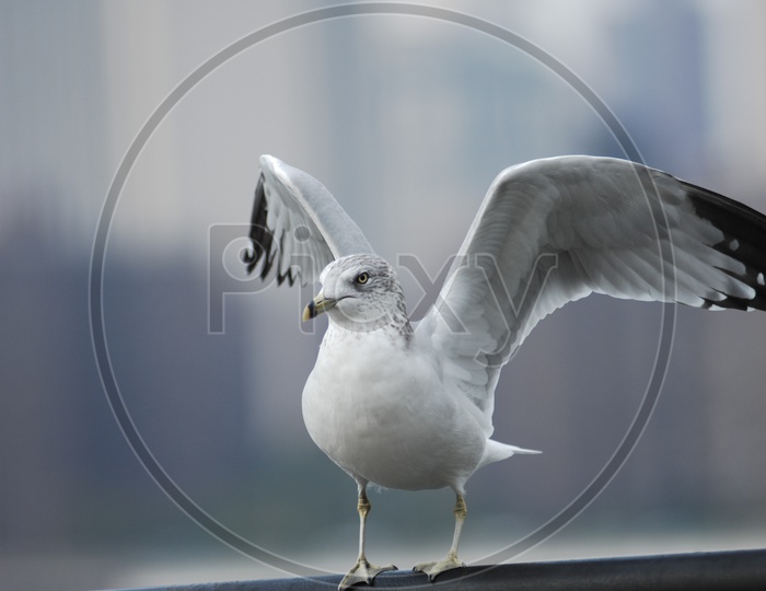An European herring gull with its wings widespread