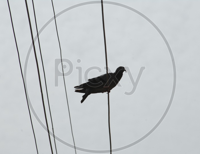 Pigeon bird on electric wire