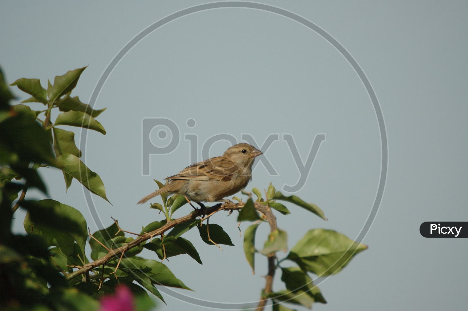 A Field sparrow along the tree branch