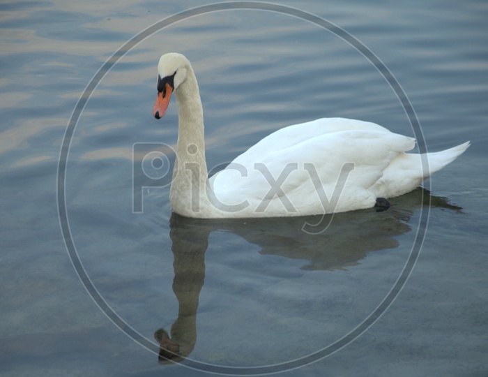 A Tundra Swan moving on the water