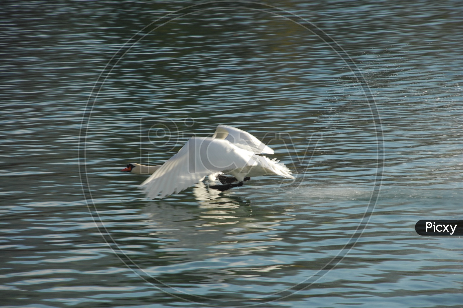 A Tundra Swan flying from the water