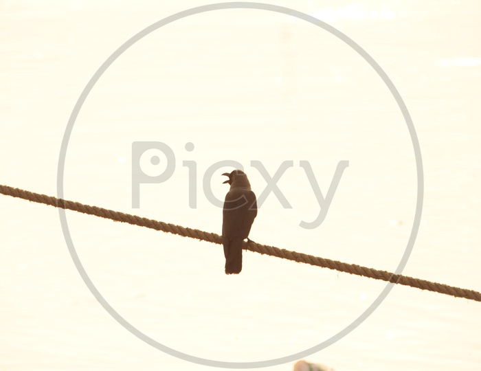 A crow sitting on a wire