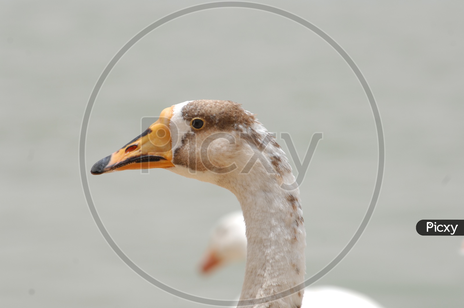 A Mallard Duck's neck