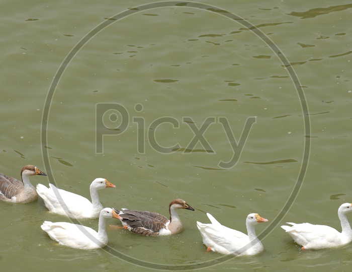 A Raft of Ducks on the water