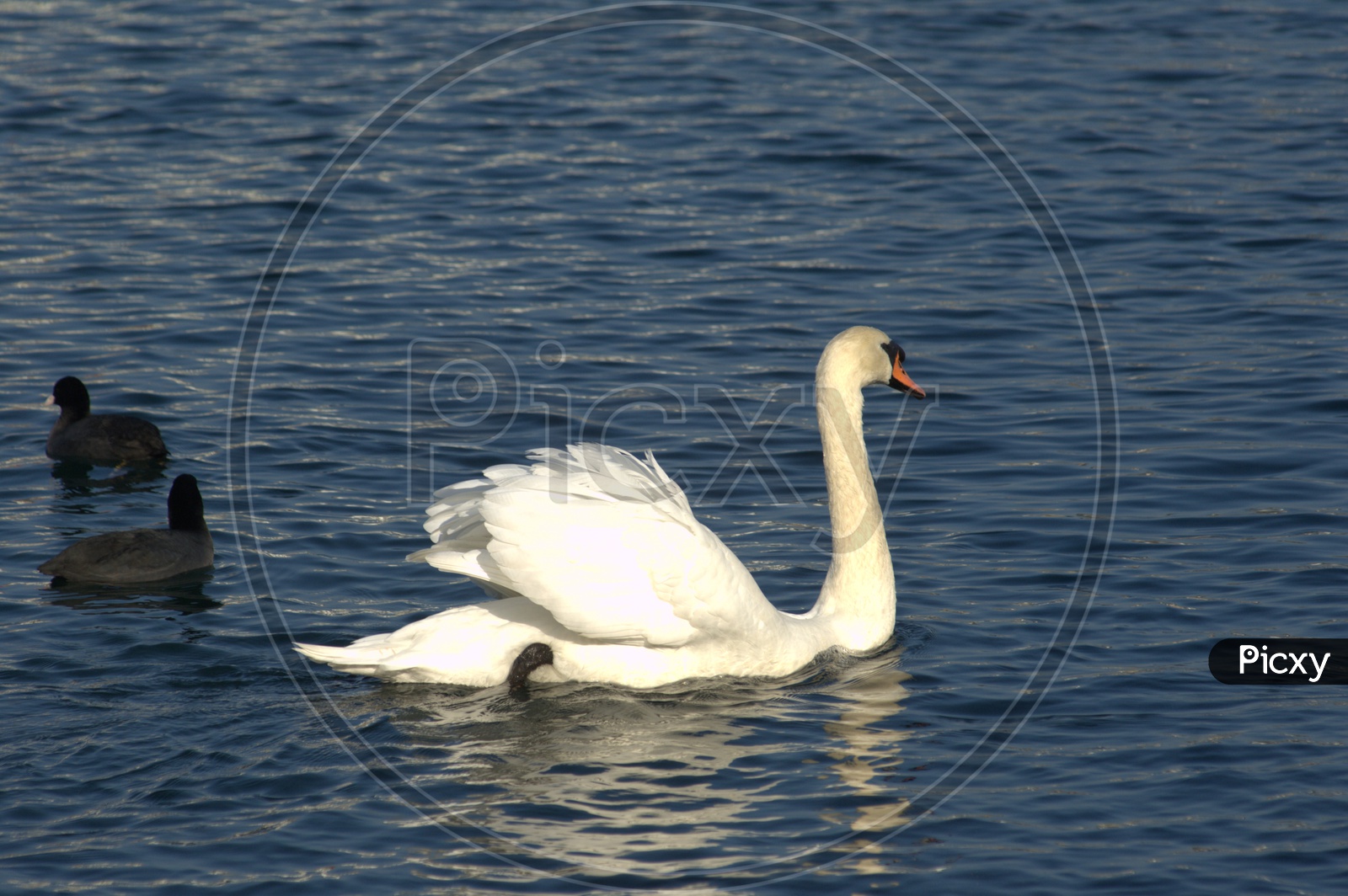 A Tundra Swan moving along on the pond water