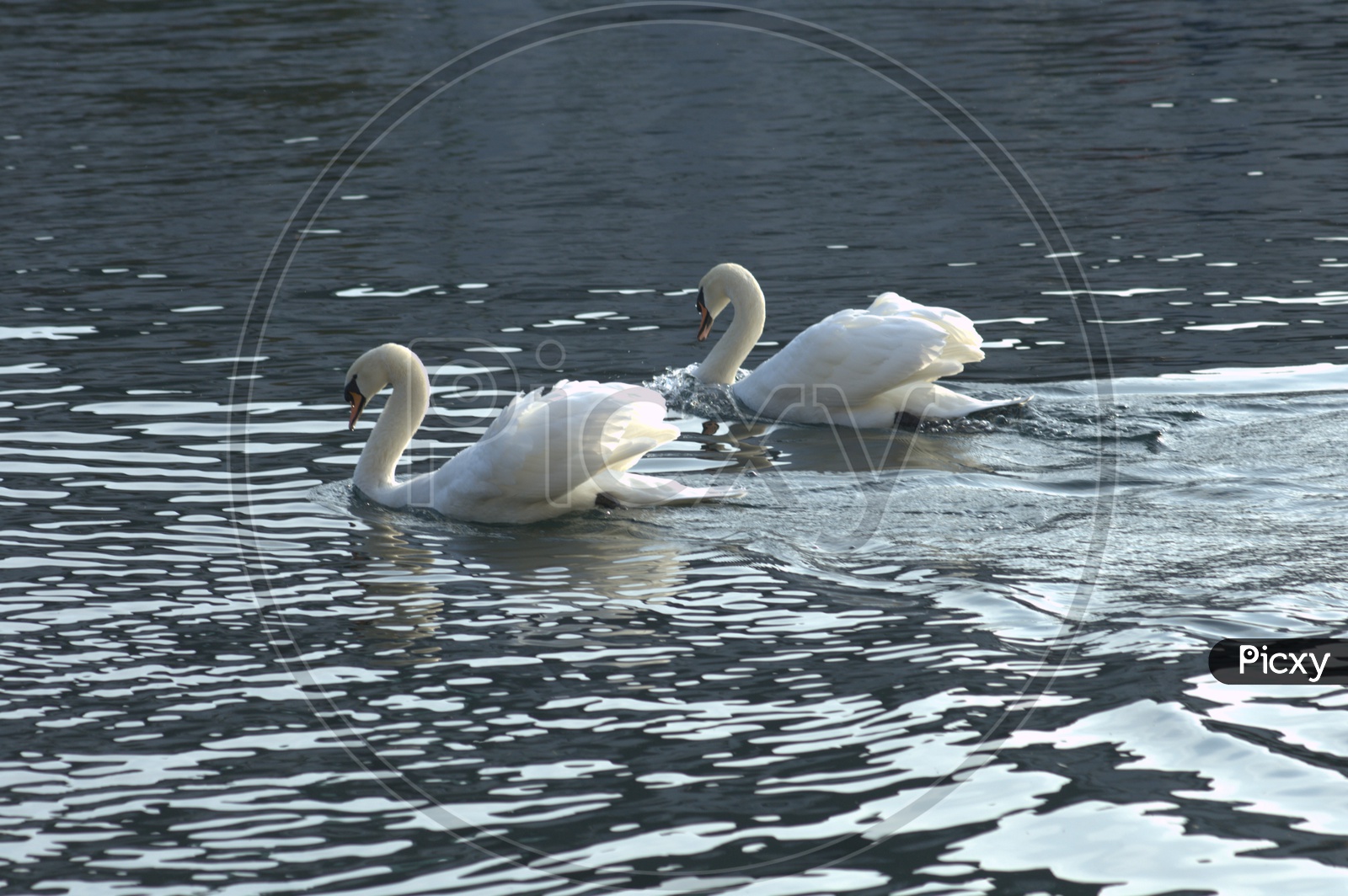 A Couple of Tundra Swan moving alongside on the water