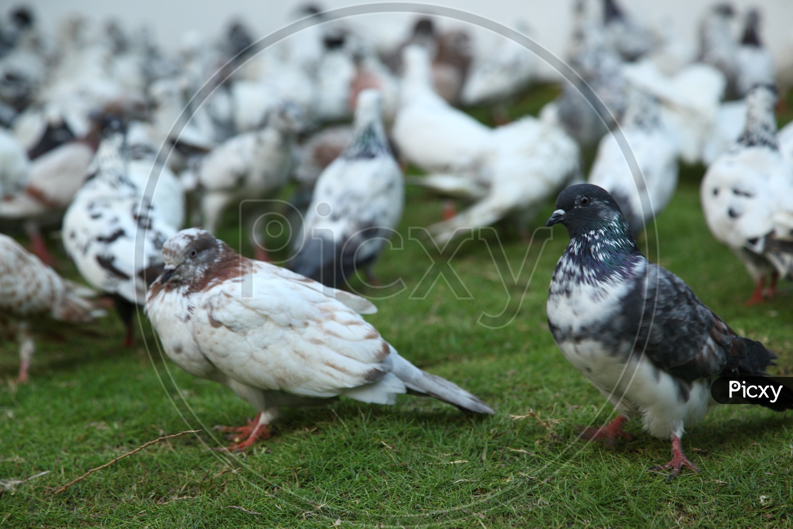 Two pigeons among the flock