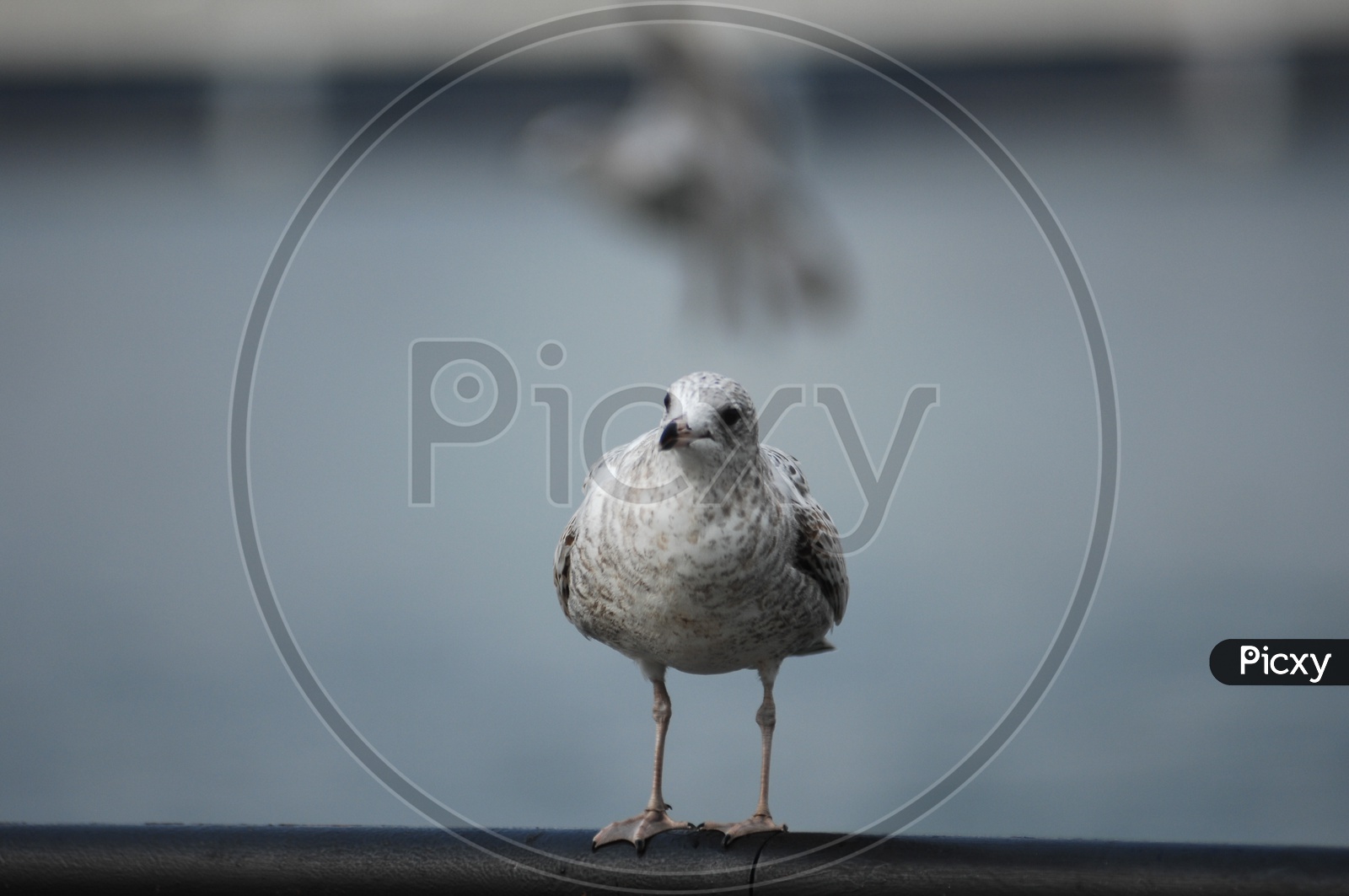 A Laughing Gull