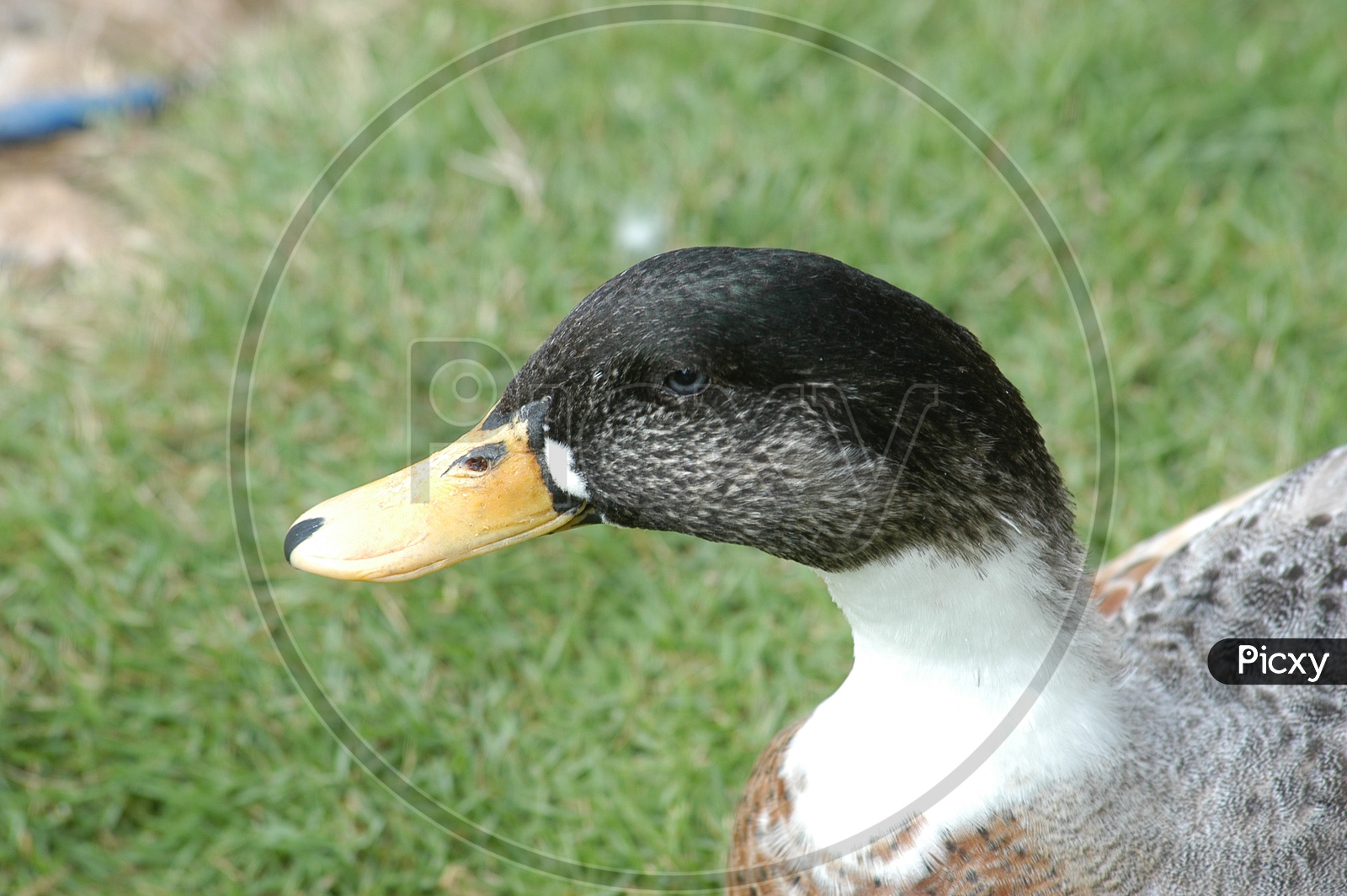 A Mallard Duck's beak