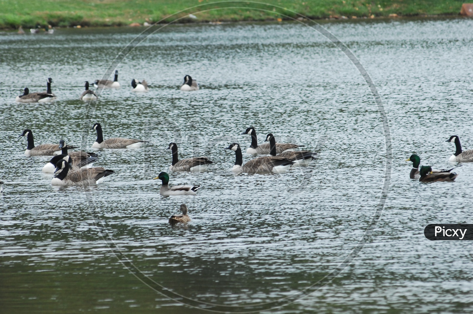 ducks sailing in water