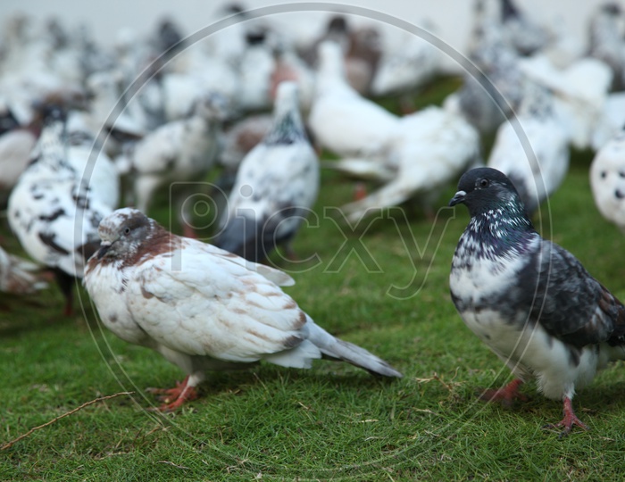 Two pigeons among the flock