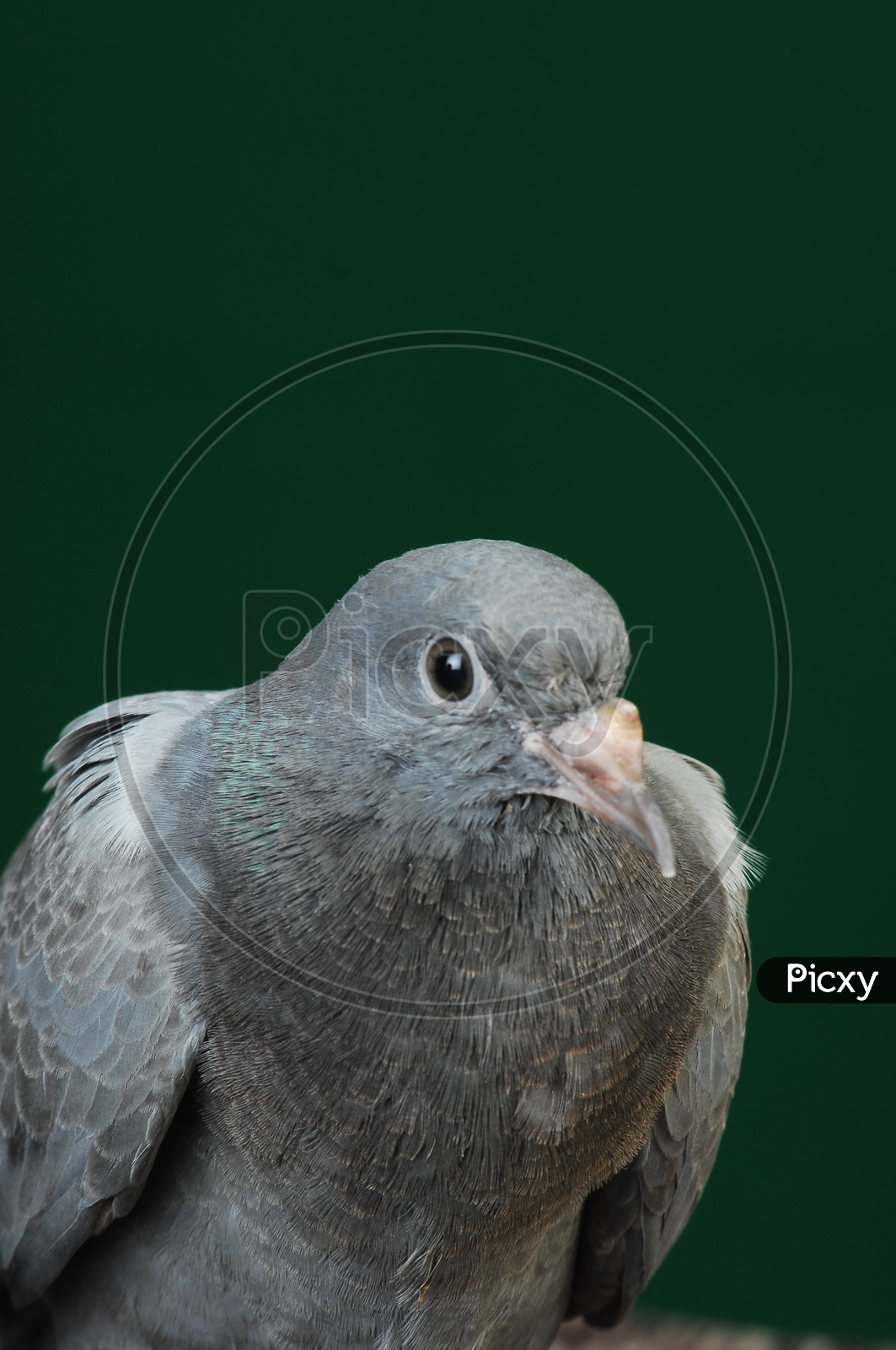 Close up shot of Pigeon bird