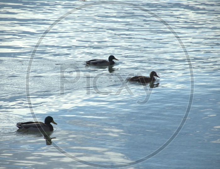 A flock of Mallard Duck moving along on the water