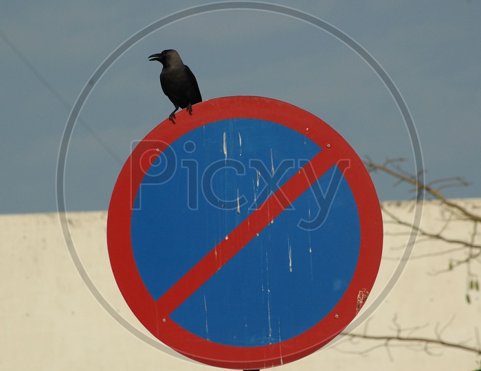 A crow on a 'no parking' sign board