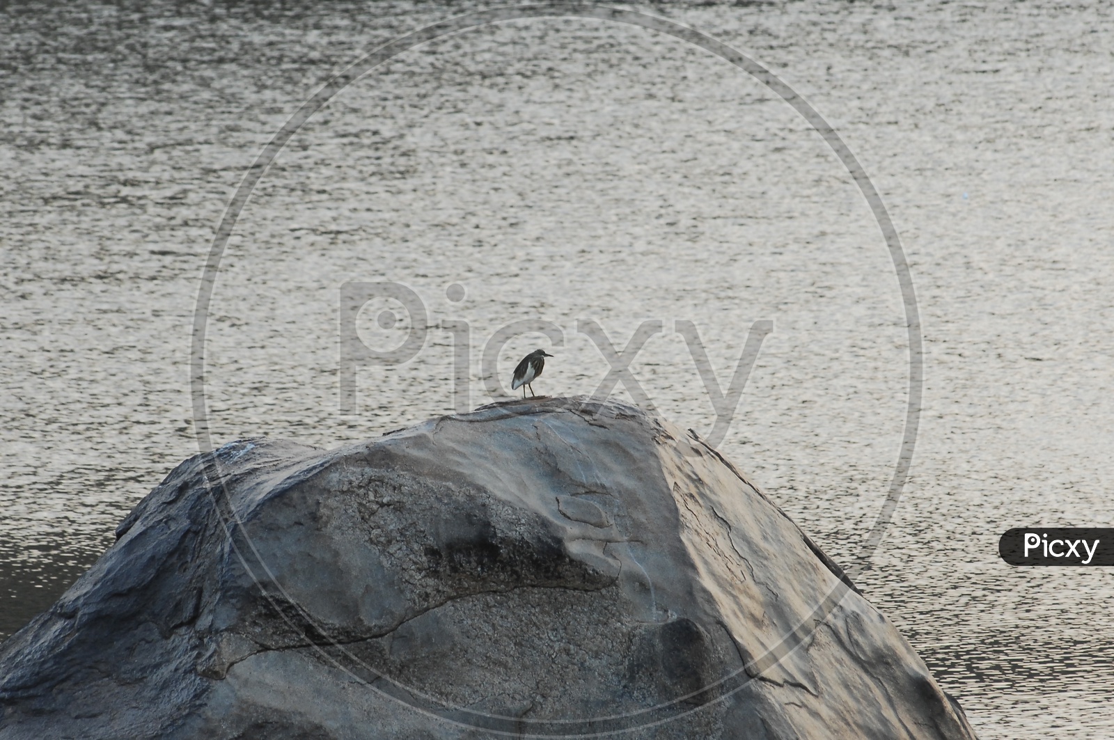 Heron on a rock near a lake