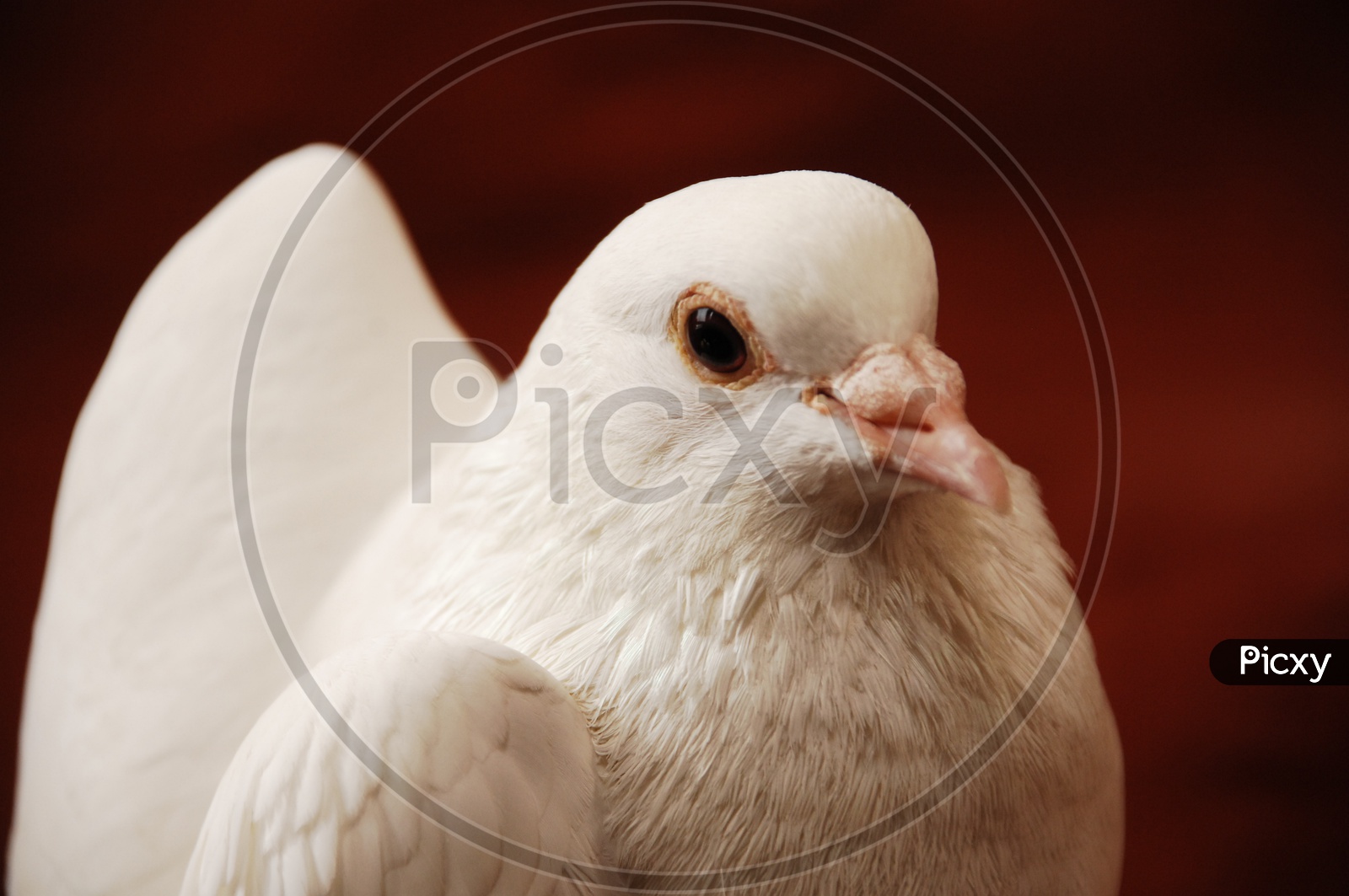 A Dove's beak