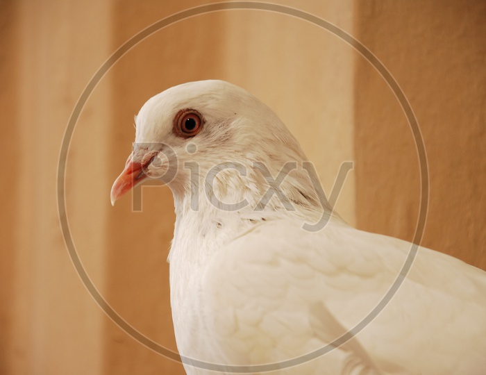 A Dove's head