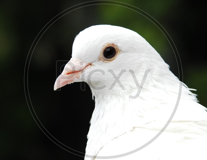 A Dove's eye