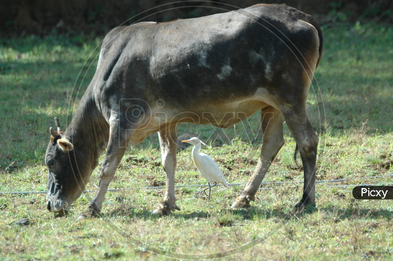 Cattle egret near a cow