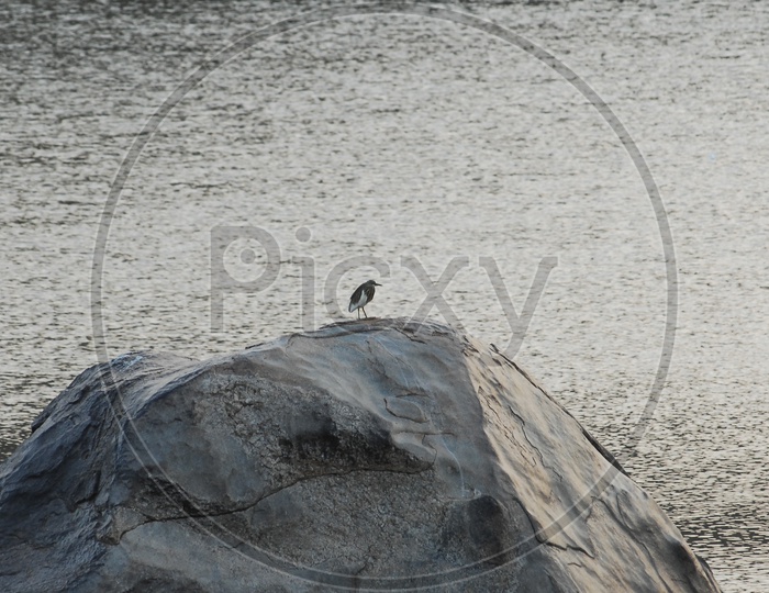 Heron on a rock near a lake