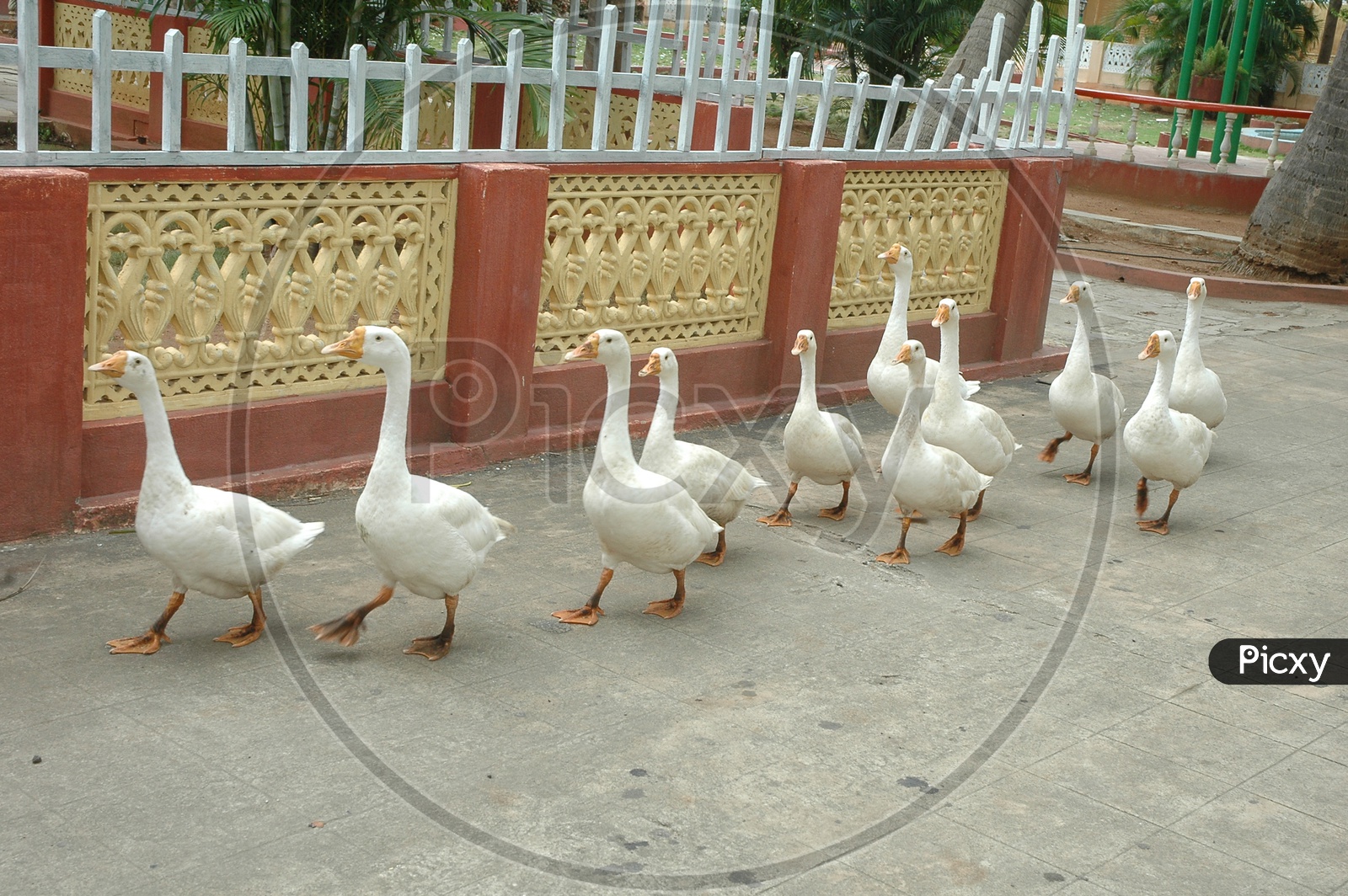 A Raft of Ducks walking along the pathway