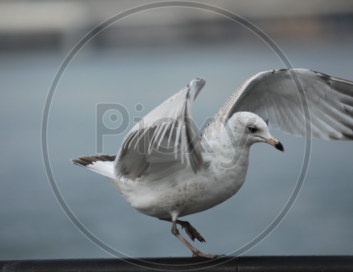 A Ring- billed gull with its wings widespread