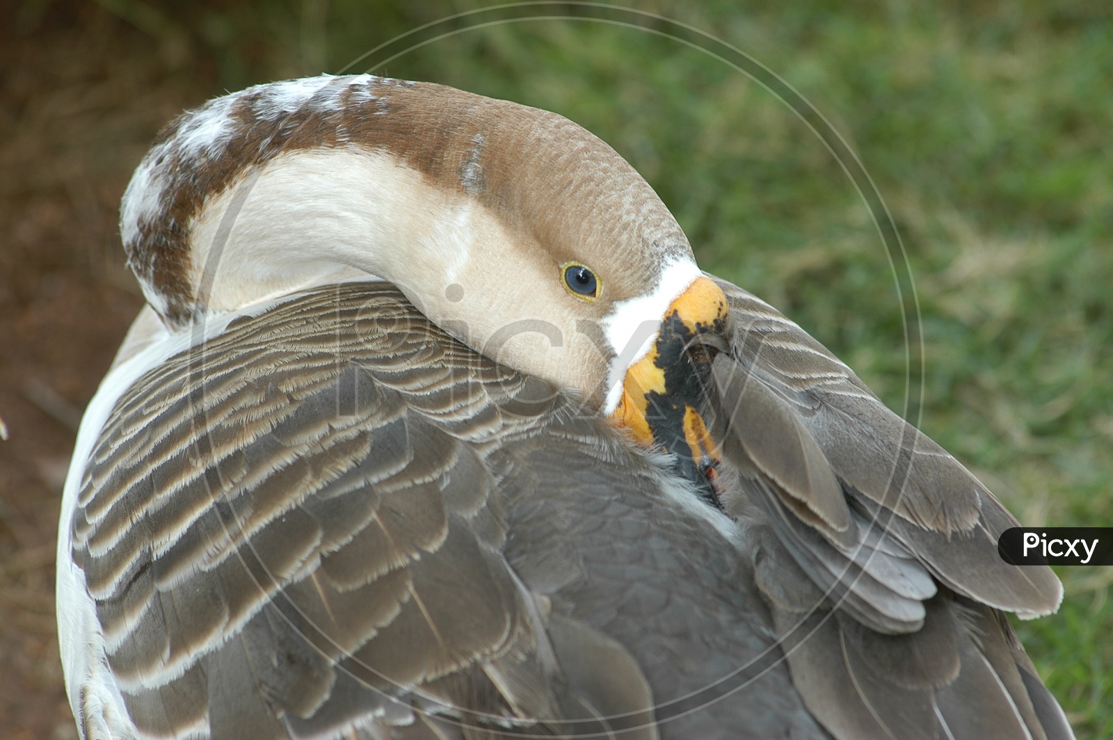 A Mallard Duck with its beak inside the feathers