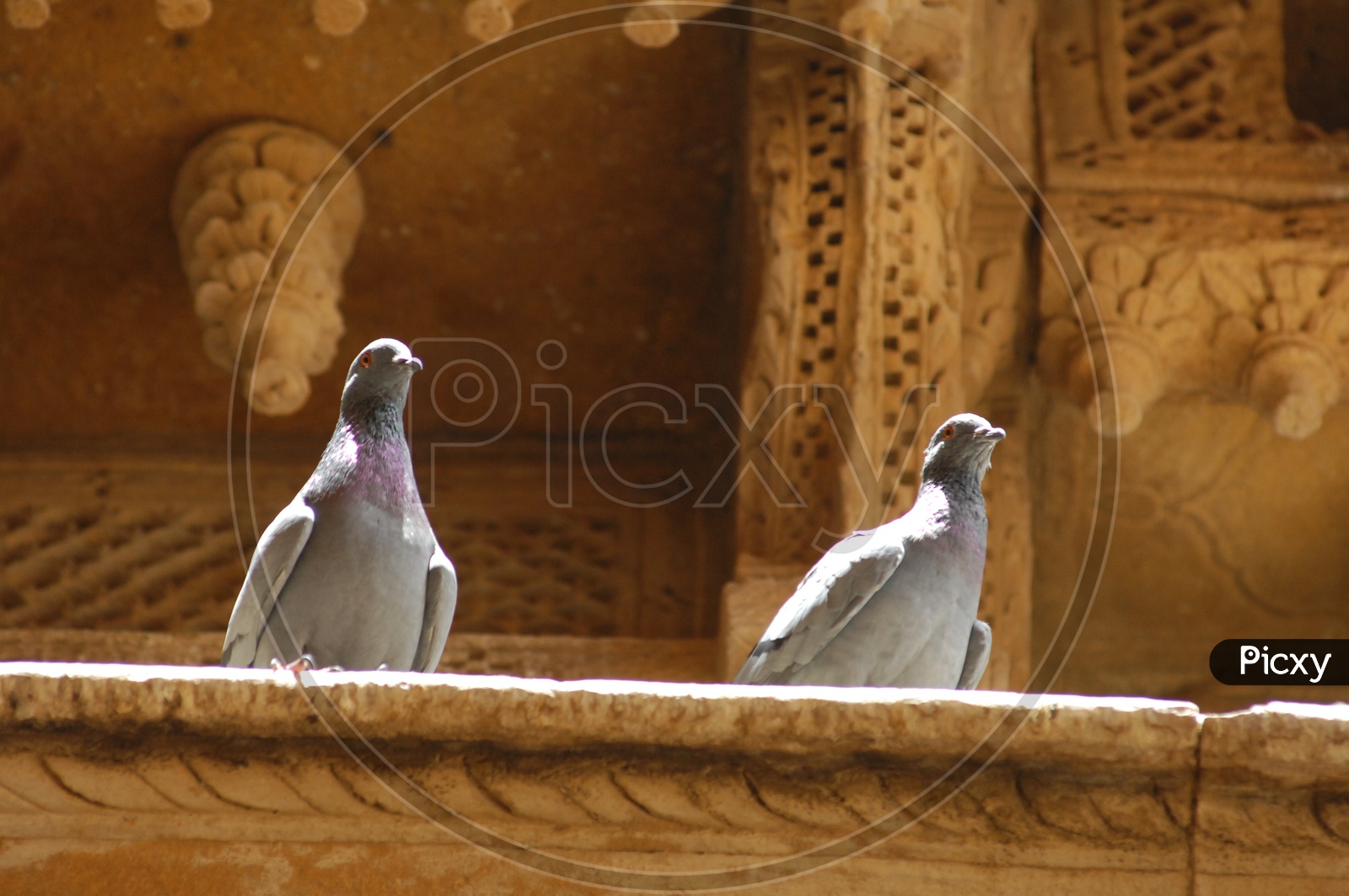 Pigeon birds on wall