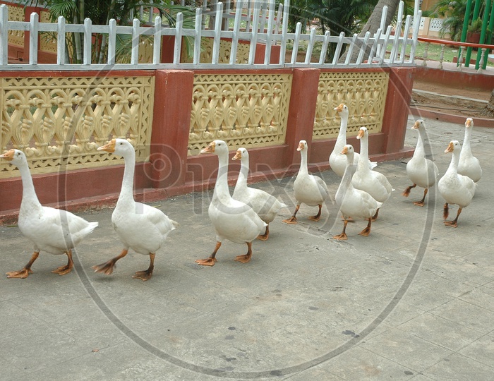 A Raft of Ducks walking along the pathway