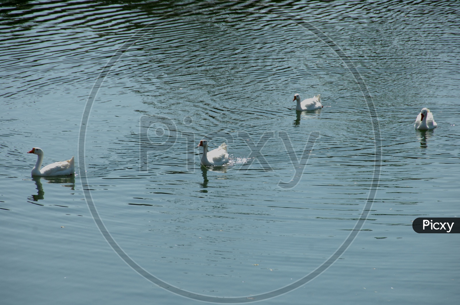 A Couple of Tundra Swan moving along on the pond water