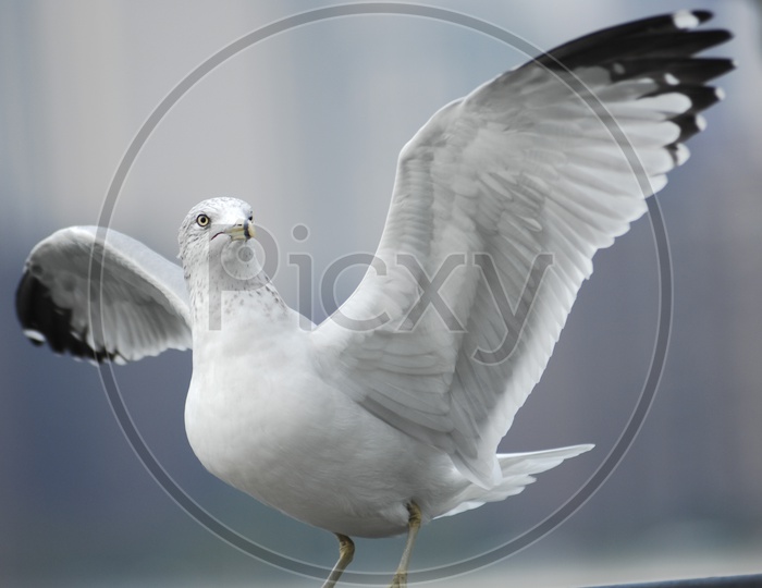 A Laughing Gull with its wings widespread