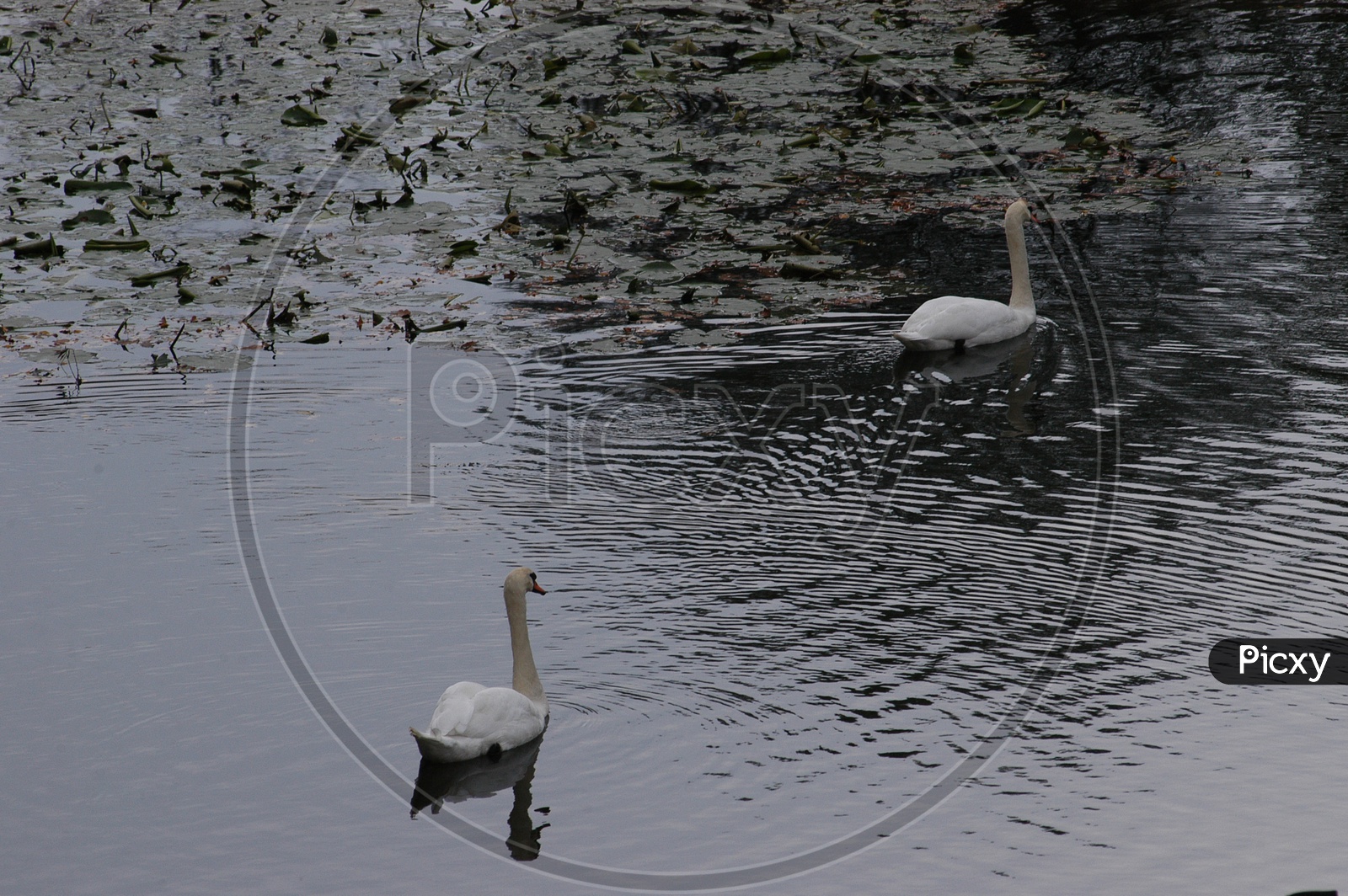 A Couple of Tundra swan moving along on the water