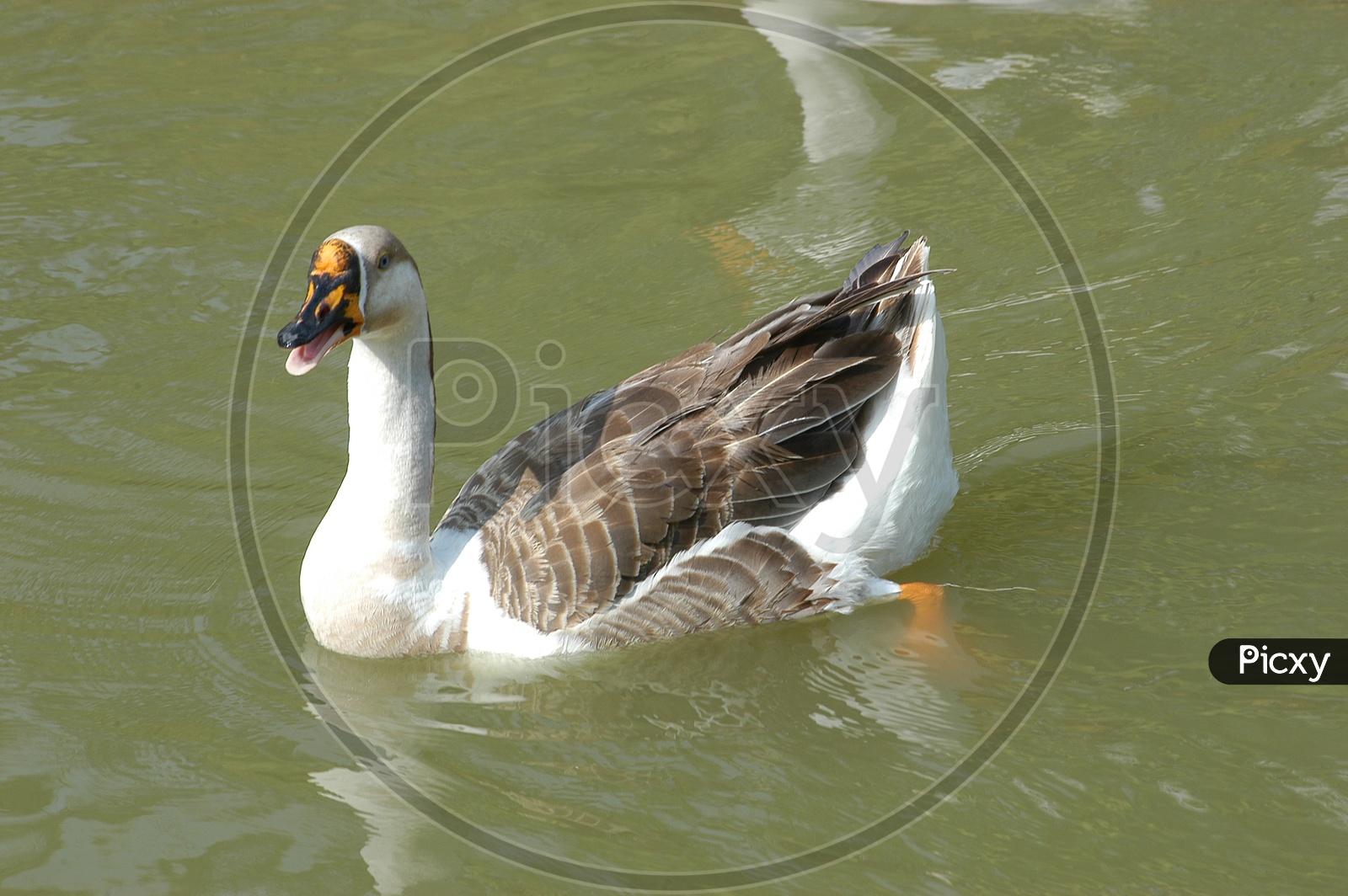 A Mallard Duck on the water