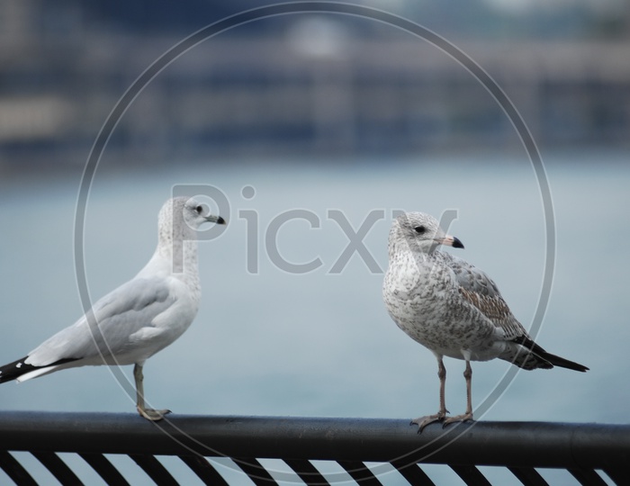 A couple of ring billed gulls
