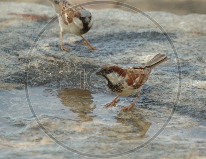 A Couple of house sparrows playing in the water