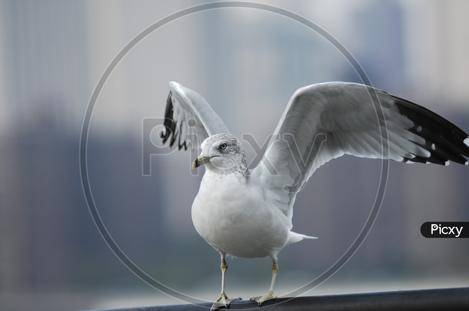 An European herring gull with its wings widespread