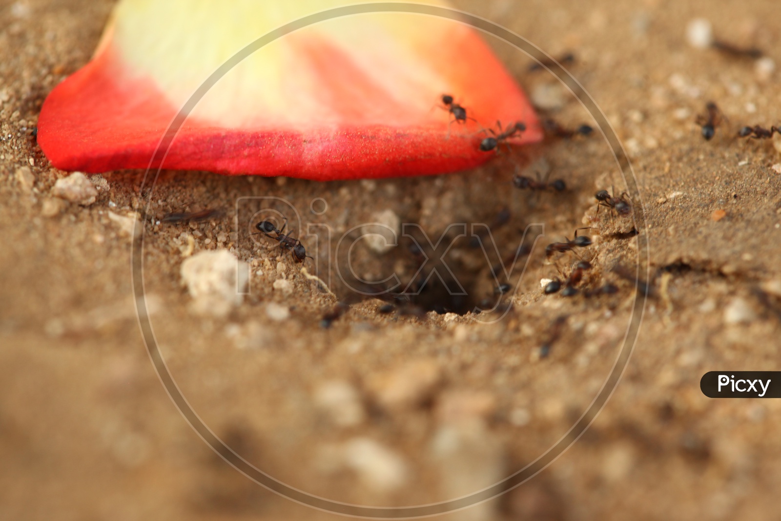 Black carpenter ants on the ground
