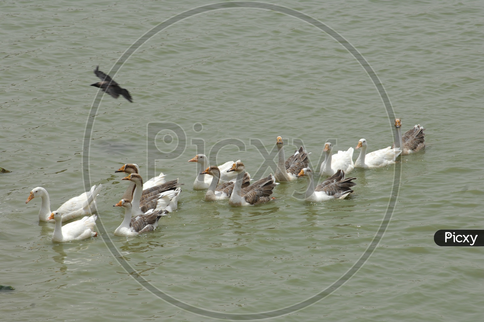 A Raft of Mallard Ducks moving along on the water