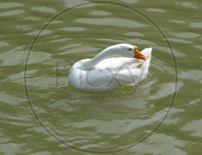 A Duck with its neck turned side wards on the water