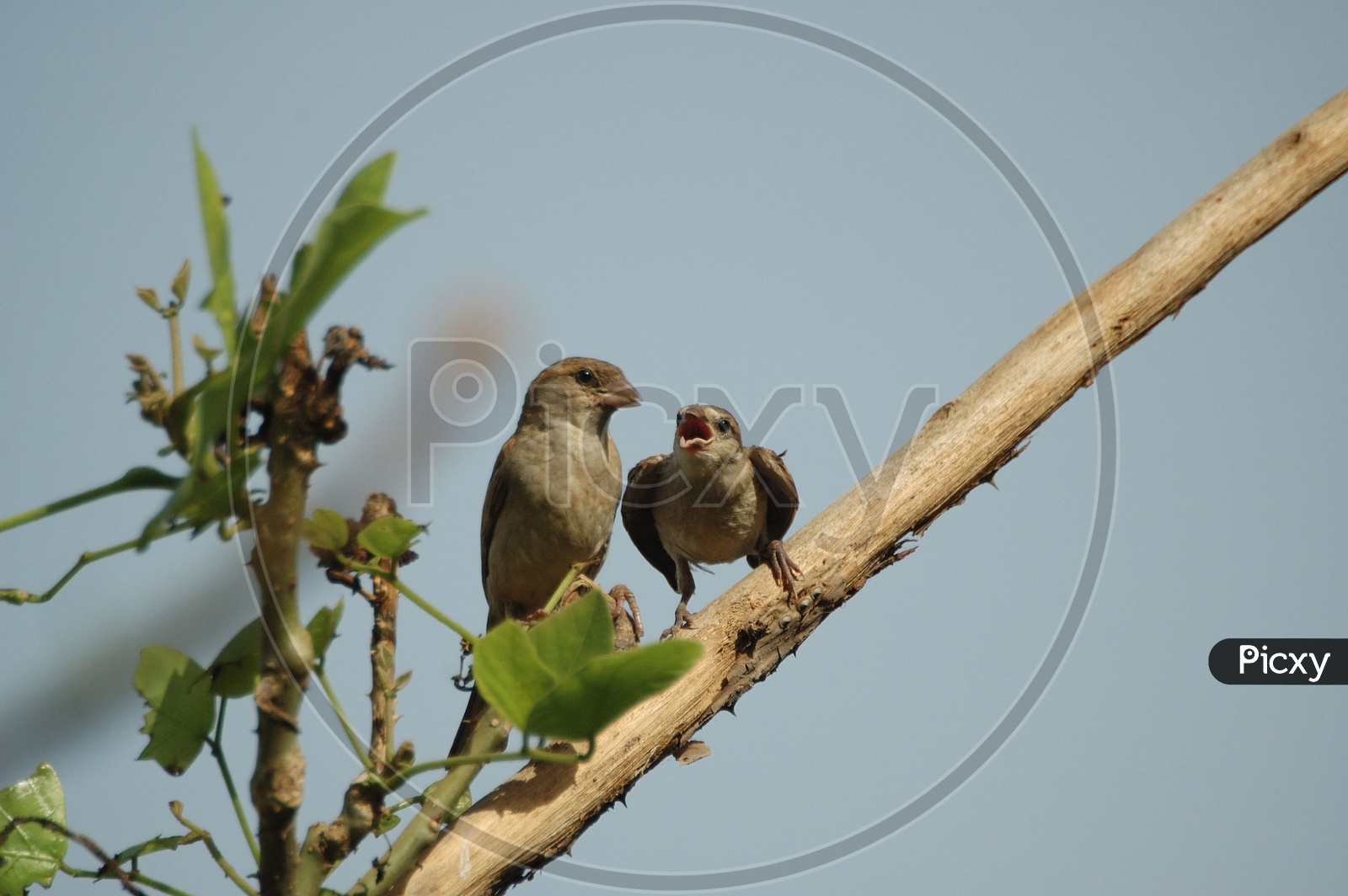 A Couple of House Sparrows